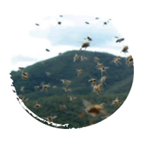 images